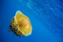 Fried Egg Jellyfish (Cotylorhiza tuberculata) swimming in blue waters von Sami Sarkis Photography