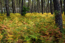 Ferns and tree trunks covering the ground of Landes Forest von Sami Sarkis Photography