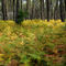 Rf-ferns-forest-landes-forest-plants-trees-lan0019