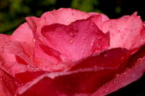 Drops on a rose after a rain shower. von Sami Sarkis Photography
