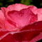 Rf-droplets-flower-fresh-pink-rose-water-var979