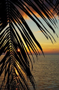 Sun setting over the sea seen through a silhouetted coconut palm frond von Sami Sarkis Photography