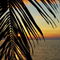 Rf-leaf-maldives-palm-scenic-sea-silhouette-sunset-mld0243