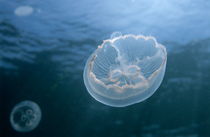 Two jellyfish floating in blue water. von Sami Sarkis Photography