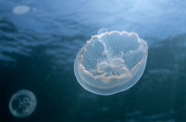 Rf-jellyfish-sea-sealife-underwater-uw202