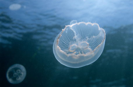 Rf-jellyfish-sea-sealife-underwater-uw202