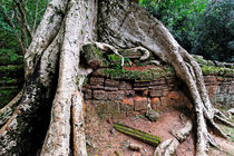 Strangler fig tree roots on ruins von Sami Sarkis Photography
