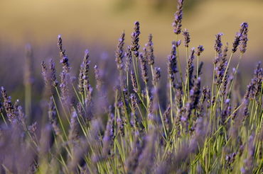 Rm-field-flowers-france-lavender-valensole-lds338