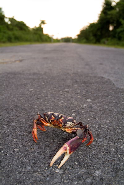 Rf-land-crab-nature-road-wildlife-cub0682