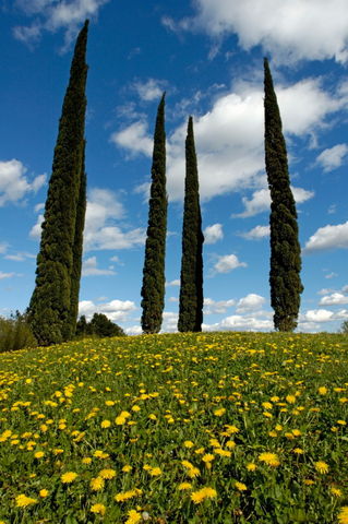 Rf-cypress-trees-france-meadow-wildflowers-var807
