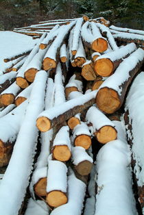 Pile of chopped logs covered in snow by Sami Sarkis Photography