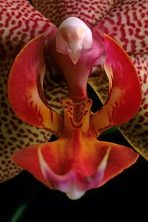 Orchid (phalaenopsis hybride) with red petals. by Sami Sarkis Photography