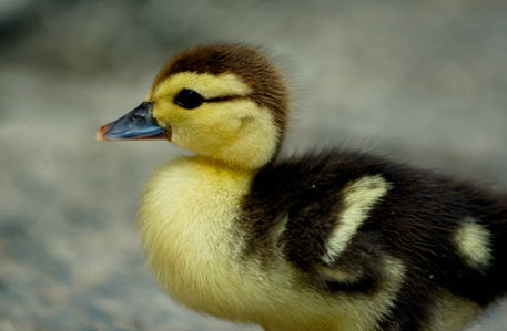 Rm-beginnings-cute-duckling-wildlife-chn1620