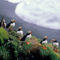 Rf-perching-puffins-rock-wildlife-cor044