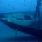 Rf-decay-fish-france-sea-shipwreck-underwater-uw608