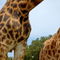 Rf-animals-giraffes-pattern-safari-animals-skin-ani444