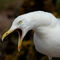 Rf-calling-communication-open-mouth-seagull-brt0141