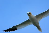 Northern Gannet (Morus bassanus) flying through blue skies. by Sami Sarkis Photography