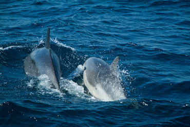 Rm-bottlenose-dolphins-sea-together-adl1631