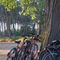 Rf-bicycles-forest-leaning-pile-road-rural-tree-lan0193