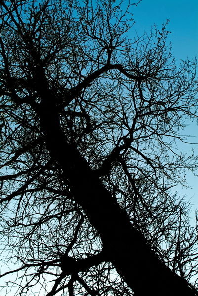 Rf-bare-tree-france-silhouette-winter-var746