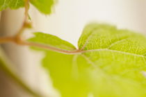 Green grapevine leaf (Vitis). von Sami Sarkis Photography