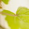 Rf-grapevine-green-growth-leaves-vine-var1112