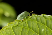 Southern Green Stink Bug (Nezara viridula) camouflaged on a green leaf. by Sami Sarkis Photography