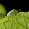 Rf-camouflage-fragile-green-insect-leaf-ani332