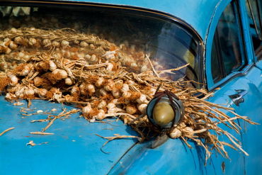 Rf-abundance-car-classic-cuba-garlic-trailer-cub0471