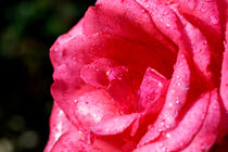 Drops on a rose after a rain shower. by Sami Sarkis Photography
