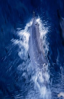 Dolphin swimming through blue tropical waters by Sami Sarkis Photography
