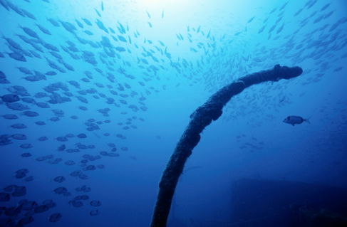 Rm-discovery-fish-sea-shipwreck-underwater-uw102