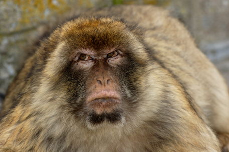 Rm-angry-gibraltar-rock-ape-wildlife-adl1428