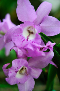 Purple Orchids by Sami Sarkis Photography
