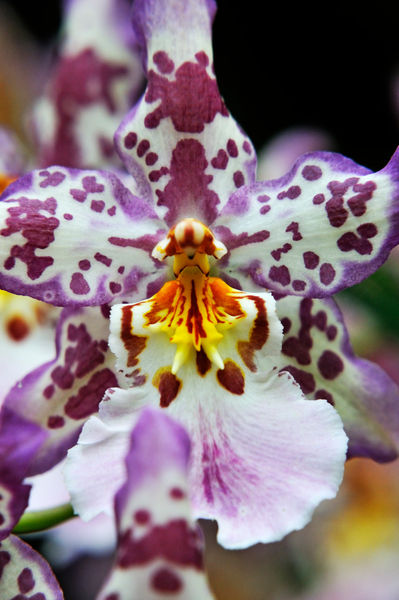 Purple-white-orchids-hawaii-rm-haw-d319220