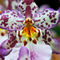 Purple-white-orchids-hawaii-rm-haw-d319220