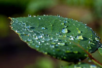 Drops on a rose leaf after a rain shower. by Sami Sarkis Photography