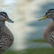 Rf-ducks-face-to-face-mates-wildlife-brt0569
