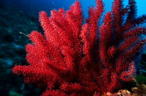 Red Gorgonian sea fan with abundance of tentacles by Sami Sarkis Photography