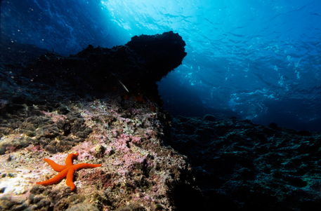 Rm-reef-rock-sormiou-creek-starfish-underwater-uw229