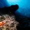 Rm-reef-rock-sormiou-creek-starfish-underwater-uw229