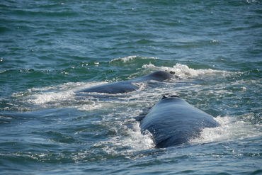 Southern-right-whales-breaching-south-africa-alrf-saa-fna6822