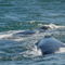 Southern-right-whales-breaching-south-africa-alrf-saa-fna6822
