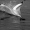 Rf-bird-gannet-landing-nosediving-sea-splashing-ani414