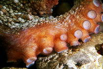 Tentacles of a Common Octopus (Octopus vulgaris) von Sami Sarkis Photography