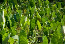Lush crop leaves in a  field in Vinales Valley von Sami Sarkis Photography