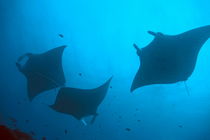 Three Giant Manta Rays (Manta birostris) silhouetted by light penetrating the water's surface by Sami Sarkis Photography