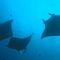 Rf-maldives-manta-ray-sealife-underwater-uwmld0198