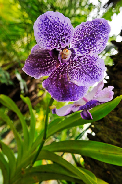 Purple-orchids-garden-hawaii-rm-haw-d319224